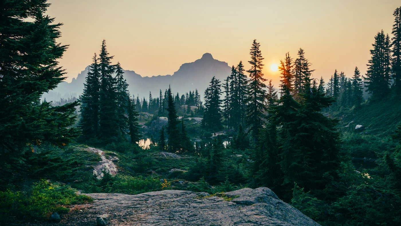 Tall pine forest